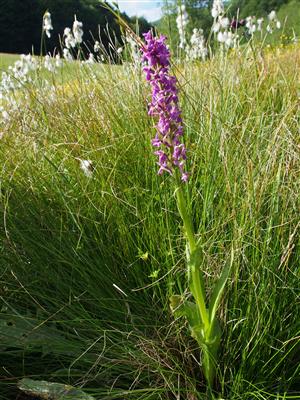 Dactylorhiza x aschersoniana