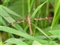 Tipula (Acutipula) maxima Poda, 1761