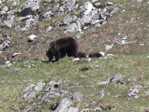 Medvedica Rozp. grun