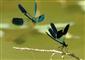 Calopteryx splendens (Harris, 1782)