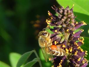 včela medonosná na kvete beztvarca krovitého