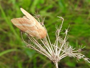 Malocosoma neustria