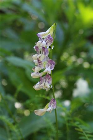 Vicia sylvatica