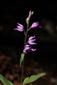 Cephalanthera rubra