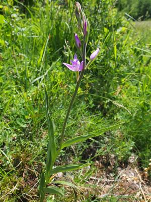 Cephalanthera rubra