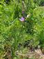 Cephalanthera rubra