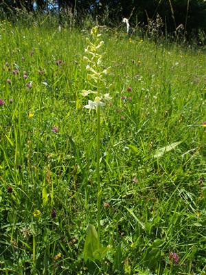 Platanthera chlorantha
