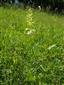 Platanthera chlorantha