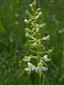 Platanthera chlorantha