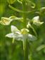 Platanthera chlorantha
