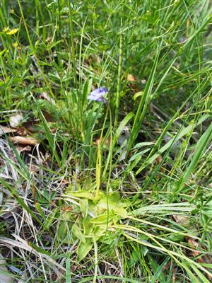 Pinguicula vulgaris