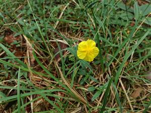 Fumana procumbens