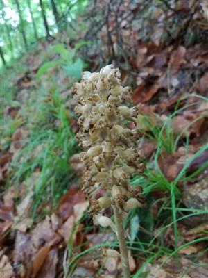 Orobanche flava
