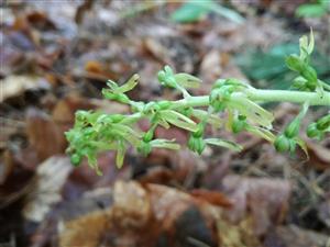 Listera ovata