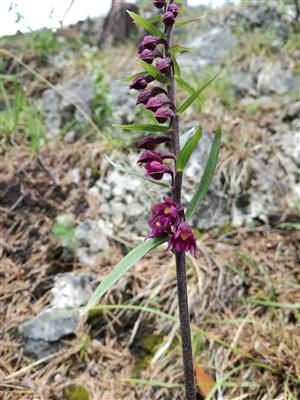 Epipactis atrorubens