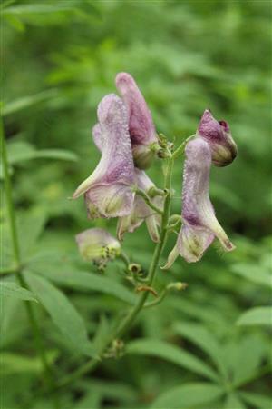 Aconitum moldavicum