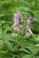 Aconitum moldavicum