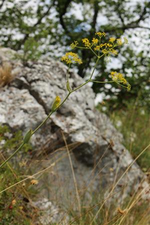 Ferula sadleriana