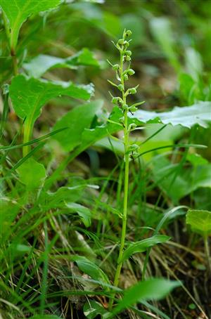 Coeloglossum viride