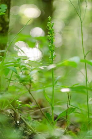 Coeloglossum viride