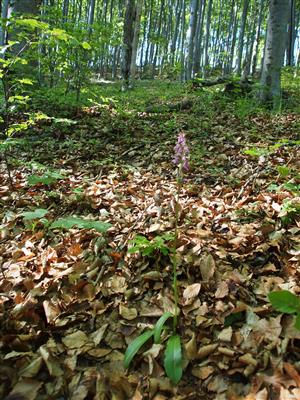 Orchis spitzelii