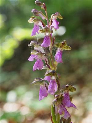 Orchis spitzelii detail