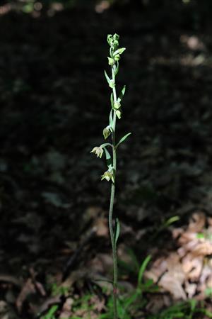 Epipactis microphylla