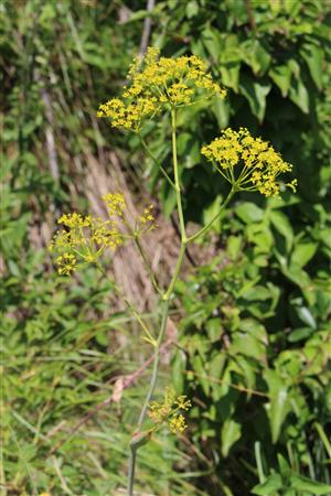 Ferula sadleriana