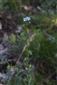 Lappula heteracantha