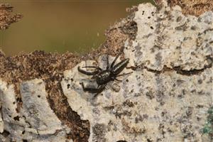 skákavka Mendoza canestrinii samec