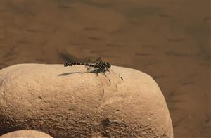 Onychogomphus forcipatus