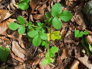Aremonia agrimonoides