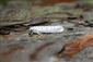 Yponomeuta cagnagella (Huebner, 1813)