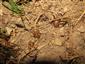 Amphimallon solstitialis (Linnaeus, 1758)