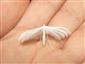 Pterophorus pentadactyla (Linnaeus, 1758)