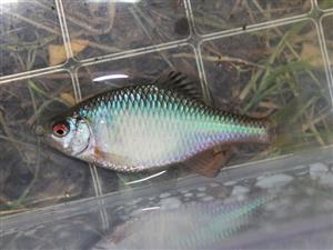 Rhodeus amarus