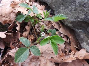 Potentilla micrantha