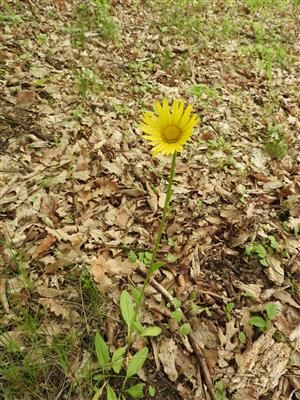 Doronicum hungaricum