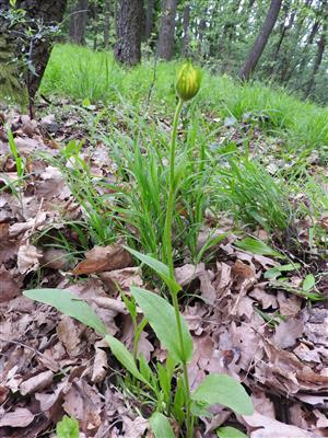 Doronicum hungaricum