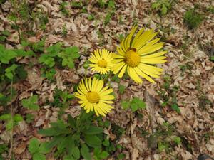 Doronicum hungaricum