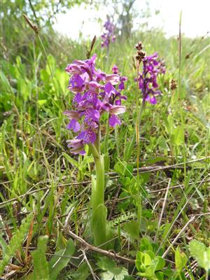 Orchis morio