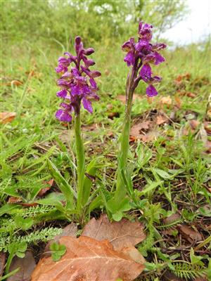 Orchis morio