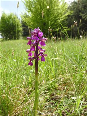 Orchis morio