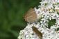 Satyrium w-album (Knoch, 1782)