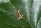 Acronicta cuspis (Hübner, 1813)