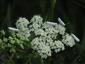 Yponomeuta evonymella (Linnaeus, 1758)