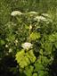 Heracleum sp.