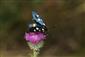 Zygaena ephialtes (Linnaeus, 1767)