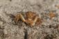 Xysticus cristatus (Clerck, 1757)