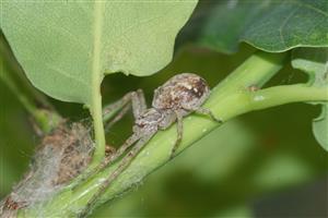 philodromus dispar